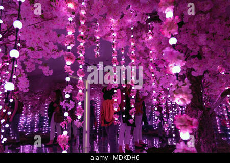 Sakura cherry blossom stanza a specchio, la Infinity Giardino a 'Sense dello spazio di installazione in Exchange Square, Liverpool Street, Londra, Regno Unito Foto Stock