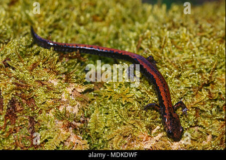 Gold-striped salamander (Chioglossa lusitanica) in MOSS. La foto è stata scattata in Asturias, Spagna. Foto Stock