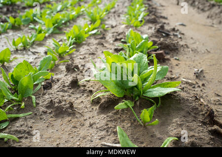 Giovani piante di spinaci in terreni agricoli. Vegas Bajas del Guadiana, Spagna Foto Stock