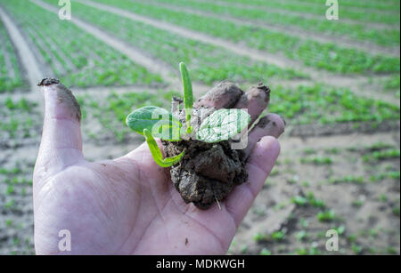 Coppia agricoltore mano azienda alberello con impianto espinach. Frutto del suo lavoro Foto Stock