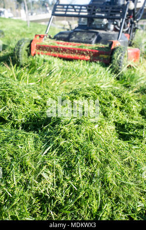Cumulo di erba verde nuovo-mown con tosaerba. Focus su prato Foto Stock