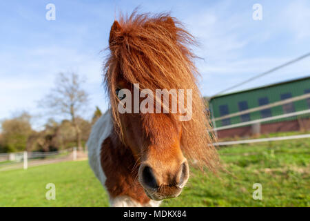 Ritratto di un Shetlandpony su un verde prato Foto Stock