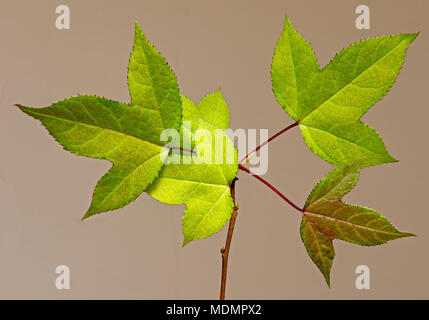 Still Life - Foglie Foto Stock