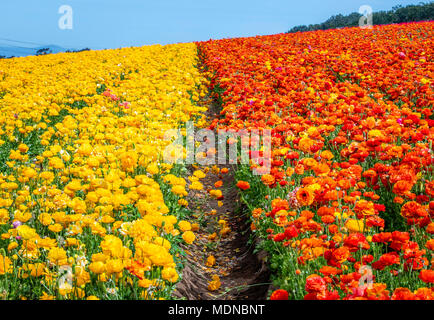 Il percorso tra gli aranci e i fiori gialli nel campo era molto ben definito. È stato così brillante e vivace di una visualizzazione dei colori è quasi dovuto... Foto Stock