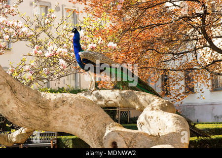 Il ritratto del peacock seduta sul massiccio ramo del vecchio albero nel bellissimo giardino durante suuny luminosa giornata di primavera. Foto Stock