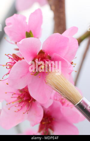 Prunus persica 'Peregrine' Peach Blossoms essendo impollinate a mano con un morbido pennello fine a inizio primavera, REGNO UNITO Foto Stock