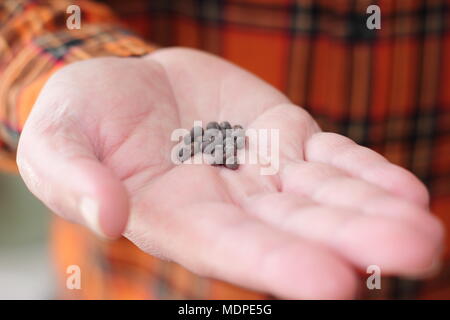 Lathyrus odoratus 'Cupani' pisello dolce semi in mano per la semina in primavera, REGNO UNITO Foto Stock