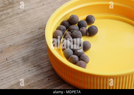Lathyrus odoratus pisello dolce semi in un piccolo contenitore prima della semina, REGNO UNITO Foto Stock