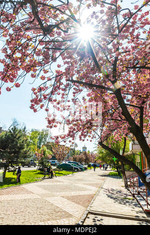 UZHHOROD, Ucraina - 15 Aprile 2017: fioritura rosa sakura alberi su Svobody avenue di Uzhhorod, Transcarpathia, Ucraina Foto Stock