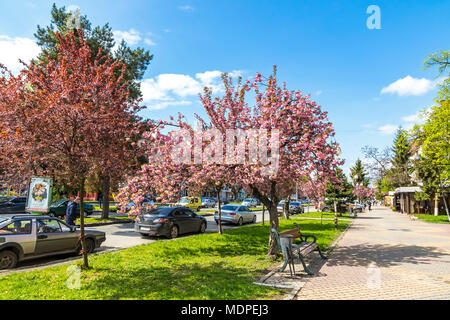 UZHHOROD, Ucraina - 14 Aprile 2017: fioritura rosa sakura gli alberi su Svobody avenue di Uzhhorod, Transcarpathia, Ucraina. Sakura alberi può essere trovato Foto Stock