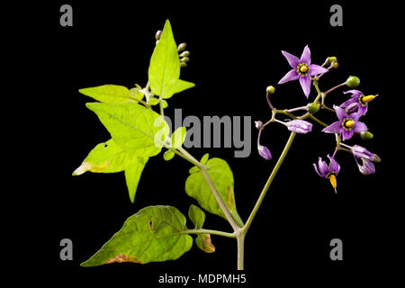 Agrodolce Solanum dulcamara fiori nord Dorset England Regno Unito. L'agrodolce, talvolta chiamato woody nightshade, si trovano spesso in siepi e il suo Foto Stock