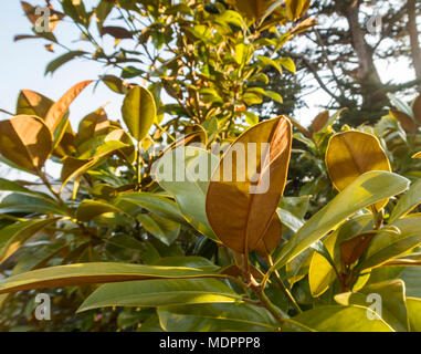 Il rosso marrone inferiore delle foglie sul sud della Magnolia grandiflora 'FERRUGINEA' contrasta con la lucida sempreverde superficie superiore. Foto Stock