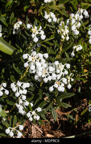 Fiori bianchi di forma selezionata di il nano evergreen bog rosmarino, Andromeda polifolia "Alba" Foto Stock