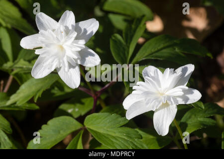 Centri raddoppiata del bianco fiore anemone legno, Anemone nemorosa , 'Vestale', distinguere questo elegante varietà Foto Stock