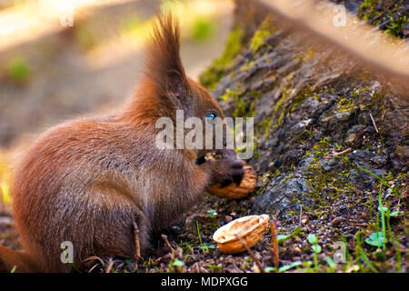 Uno scoiattolo rosso seduto in autunno a mangiare una nocciola. Foto Stock