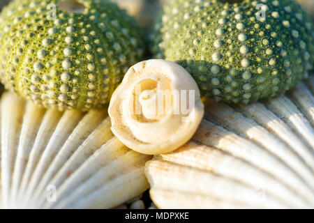 Ancora vita close up di conchiglie di mare Foto Stock