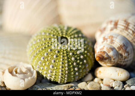 Ancora vita close up di conchiglie di mare Foto Stock