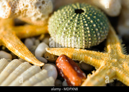 Ancora vita close up di conchiglie di mare Foto Stock