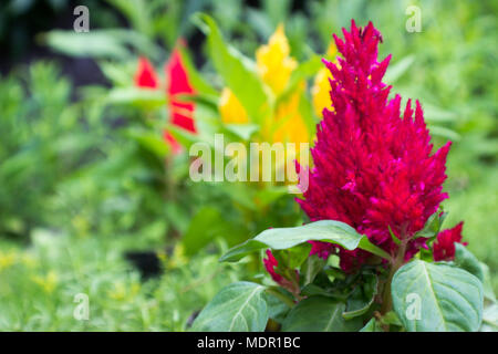 Focus sulla violetta Amaranthus in primo piano. Sullo sfondo sono le unapproved giallo e rosso amaranthus. Foto Stock