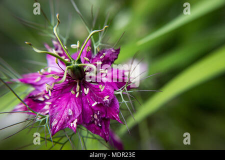 Caraways nero (nigella sativa) nel giardino Foto Stock
