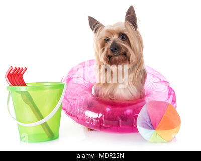 Yorkshire terrier di fronte a uno sfondo bianco Foto Stock