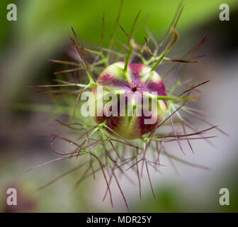 Capsula di cumino nero (nigella sativa) nel giardino Foto Stock