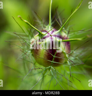 Capsula di cumino nero (nigella sativa) nel giardino Foto Stock