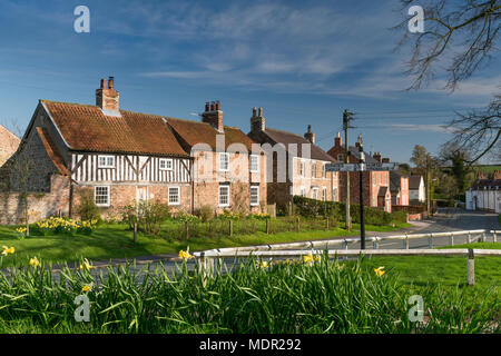 Narcisi e cottage in Brandsby North Yorkshire village Inghilterra Foto Stock