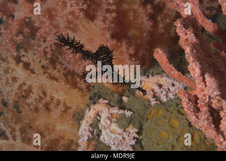 Arlecchino pipefish fantasma (Solenostomus paradoxus). La foto è stata scattata nella banda mare, Ambon, Papua occidentale, in Indonesia Foto Stock