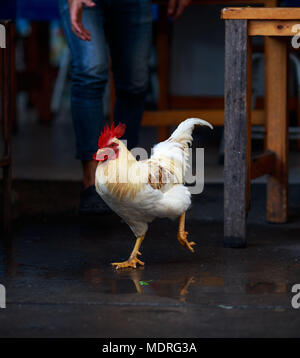 Pollo fa un mad dash per scappare dal ristorante in Chiang Mai Thailandia Foto Stock