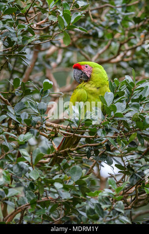 Grande Green Macaw - Ara ambigua, gran bel verde pappagallo dall America Centrale foreste, Costa Rica. Foto Stock