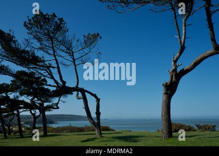 Guardando verso gli aghi attraverso Colwell e Totland Bay sull'Isola di Wight, Regno Unito con alberi di pino Foto Stock