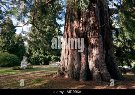 Vista ravvicinata della base di un gigantesco albero di sequoia nei giardini di Queentown, Queenstown, South Island, in Nuova Zelanda., Foto Stock