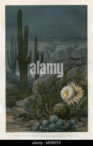 Regina della notte <selenicereus grandiflorus>, in background candelabri cactus (Cereus nyticalus), 1888 Foto Stock