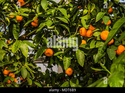 Mandarin frutti pendenti sui rami di alberi di piante subtropicali Foto Stock