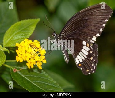 Foto di una farfalla bere il nettare da un fiore giallo Foto Stock