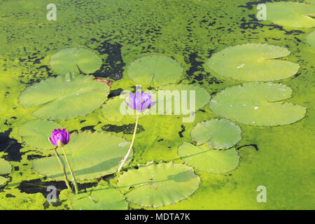 Rhizomatous erbe acquatiche viola nymphaea giglio di acqua con lily pad verde a casa Ninfea kew gardens Foto Stock