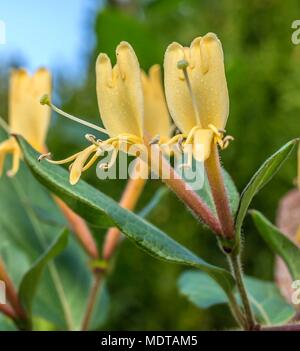 Arrampicata floribonda glicine japonica fluorished rosa a Golders Hill park london Foto Stock