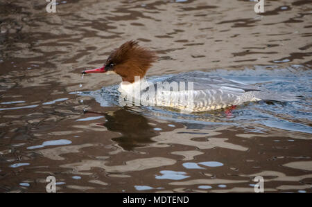 Close up comune femmina merganser duck, Mergus merganser, smergo maggiore o nuotare in acque torbide, Haddington, East Lothian, Scozia, Regno Unito Foto Stock