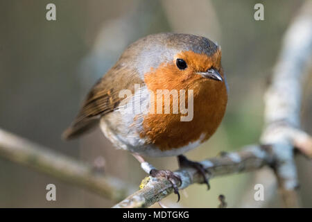 Unione Robin (Erithacus rubecula) Foto Stock