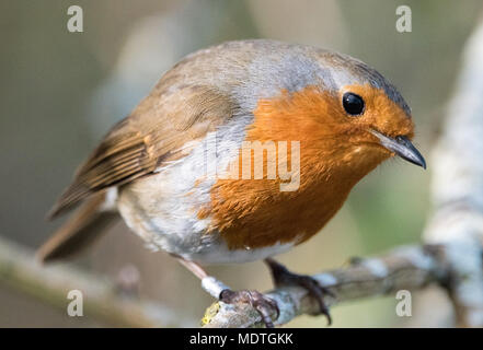 Unione Robin (Erithacus rubecula) Foto Stock