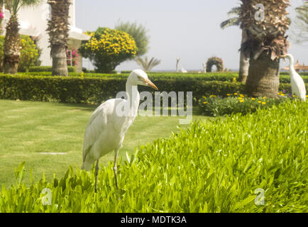 Bubulcus ibis Egitto Foto Stock