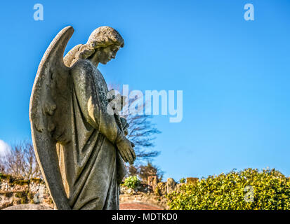Profilo di weathered angelo di pietra statua sulla tomba nel cimitero, St Mary Chiesa Parrocchiale, Haddington, East Lothian, Scozia, Regno Unito Foto Stock