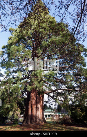 Un gigantesco albero di sequoia nei giardini di Queentown, Queenstown, South Island, in Nuova Zelanda., Foto Stock