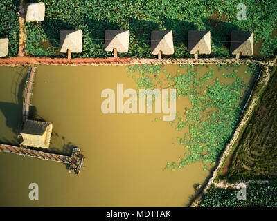 Antenna vista drone di tipo "topdown" di una Lotus farm in Cambogia rurale campagna Foto Stock