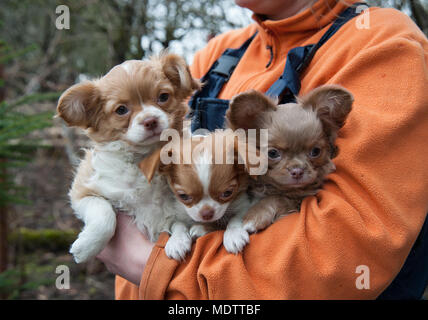 Il lavoro mantiene i cuccioli Chihuahua di fronte all'albero Foto Stock
