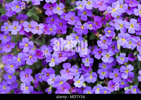 Aubrieta deltoidea (Famiglia Cruciferae), anche rockcress viola. Impianto di tallonamento ampiamente coltivata in rock gardens Foto Stock