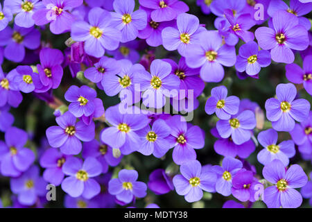 Aubrieta deltoidea (Famiglia Cruciferae), anche rockcress viola. Impianto di tallonamento ampiamente coltivata in rock gardens Foto Stock