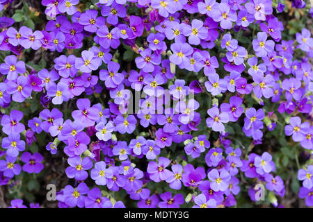 Aubrieta deltoidea (Famiglia Cruciferae), anche rockcress viola. Impianto di tallonamento ampiamente coltivata in rock gardens Foto Stock