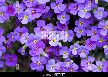 Aubrieta deltoidea (Famiglia Cruciferae), anche rockcress viola. Impianto di tallonamento ampiamente coltivata in rock gardens Foto Stock